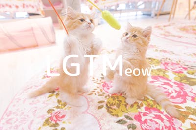 lgtm-cat-image