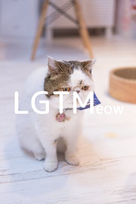 lgtm-cat-image